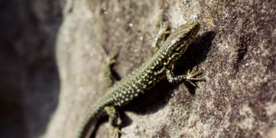 Illustration image for album Gorges de Franchard